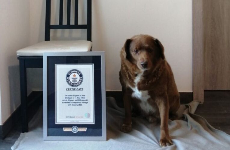 محطمًا رقمًا سُجل من أسبوعين فقط.. بسن 30 عامًا يدخل موسوعة غينيس كأكبر كلب في العالم