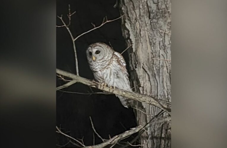 وسط صراخ مالكته.. شاهد ما فعلته بومة ضخمة عندما رصدت ببغاء داخل منزل