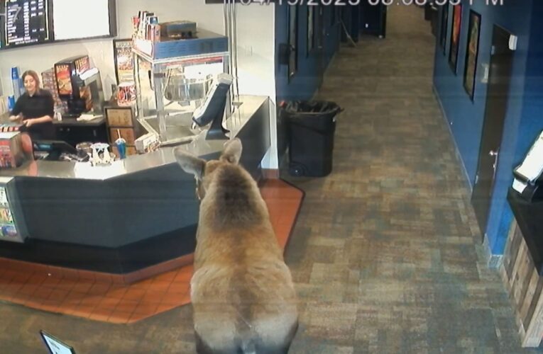 تذوق الفشار وحشر فمه داخل وجبة ماكدونالدز.. كاميرا رصدت حيوان الموظ يتجول في السينما