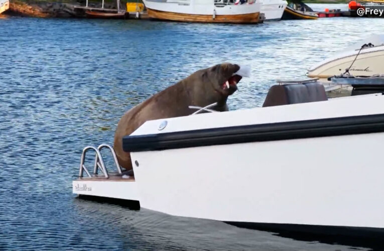 أسرت قلوب الناس.. معجبون يجمعون 25 ألف دولار لإنشاء تمثال أنثى حيوان الفظ بعد موتها