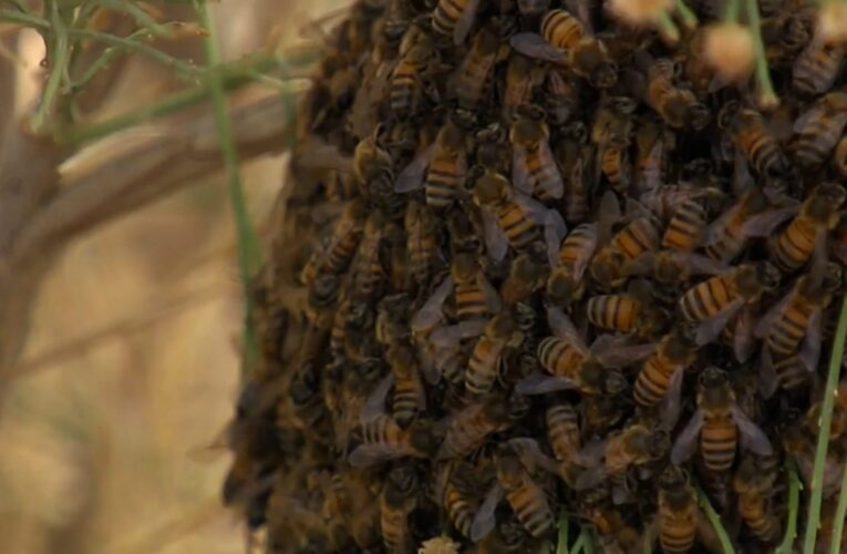 عندما تسمع طنينه قد يكون حان وقت الهرب.. تعرف إلى النحل الأفريقي