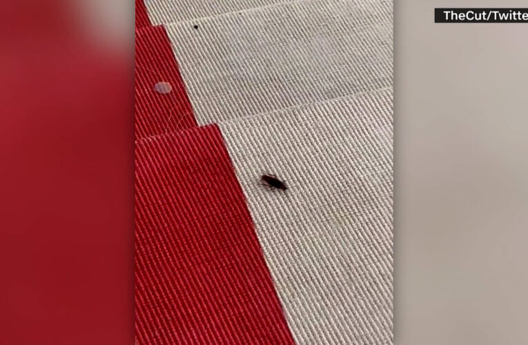 صرصور “مواكب للموضة” يقتحم حفل “ميت غالا” ويثير تفاعلًا.. شاهد ما حدث