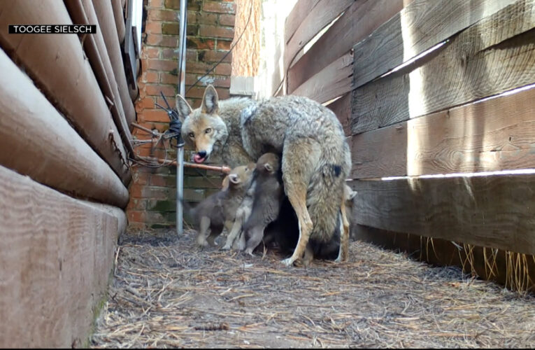 أنثى ذئب القيوط تختار مأوى مميزًا لتربية جرائها.. وهذا ما وثقته كاميرا على مدار أسبوعين