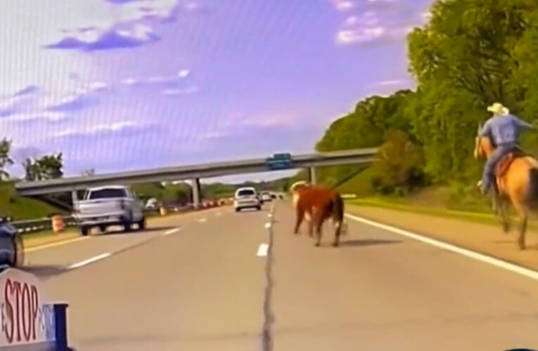 فوضى مضحكة.. شاهد كيف تمكن رعاة من السيطرة على بقرة هاربة في “طريق سريع”