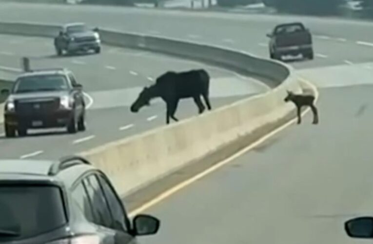 شاهد ما حدث لصغير “موظ” تسبب بازدحام بينما يتبع أمه على طريق سريع