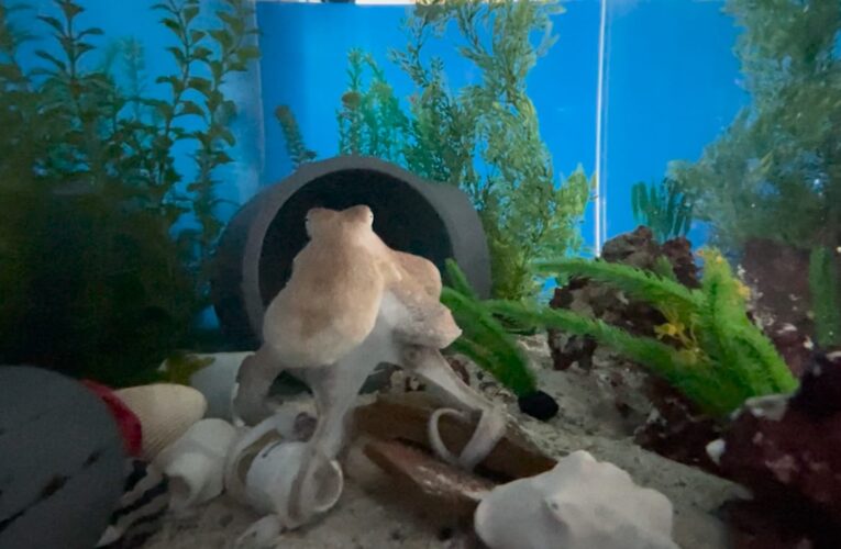 مضطرب خلال نومه.. هل هذا ما تبدو عليه “الكوابيس” عند الأخطبوط؟