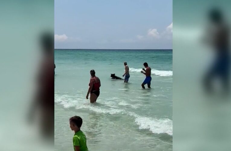 شوهد وهو يركب الأمواج.. كاميرا ترصد دبًا أسودًا يسبح في خليج المكسيك