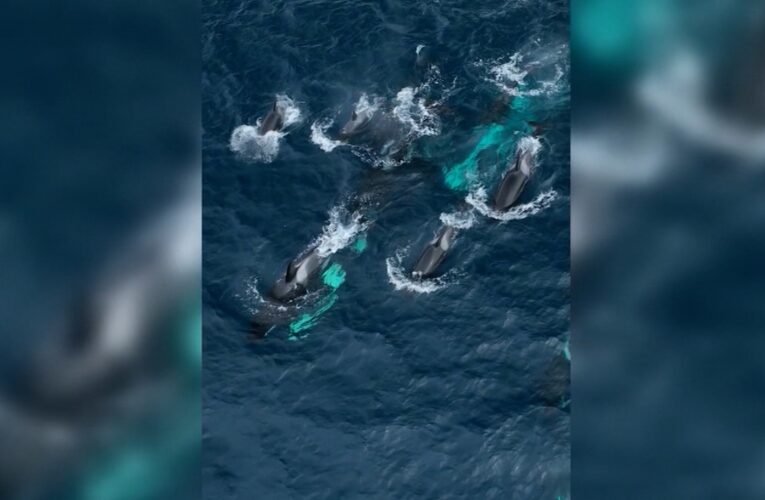 ظهور “استثنائي”.. رصد 30 حوتًا قاتلًا في خليج مونتيري خلال نهاية الأسبوع