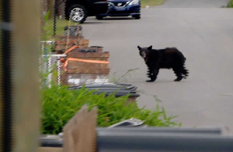 مفاجأة لا تُنسى.. شاهد ما رصدته كاميرا قناة تلفزيونية في أمريكا