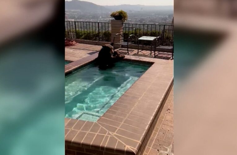 يلهو ويمرح في مسبح.. شاهد ما فعله دب هربًا من درجات الحرارة المرتفعة