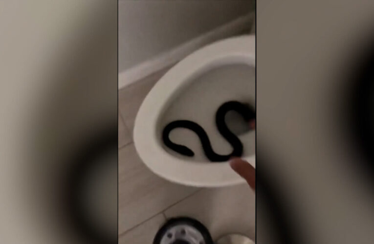 شاهد أفعى تستقر في مرحاض منزل.. والمالكة لم تستخدم الحمام لـ3 أسابيع خوفًا منها