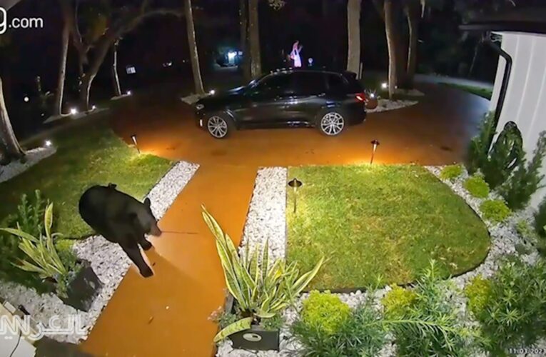 بكل ثقة وهدوء.. شاهد كيف سرق دب طلبية طعام أمام منزل عائلة بأمريكا