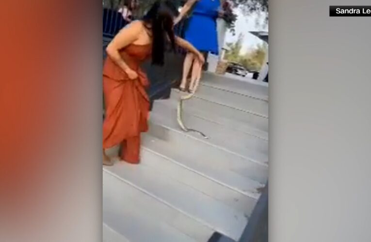 بردة فعل أذهلت الضيوف.. شاهد ما فعلته شقيقة عروس عندما اقتحم ثعبان حفل الزفاف