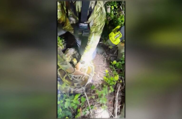 ملاكم محترف يباغت أفعى ويمسك بها في “المعركة الأكثر رعبًا” بحياته.. شاهد المفاجأة التي كانت تحتها