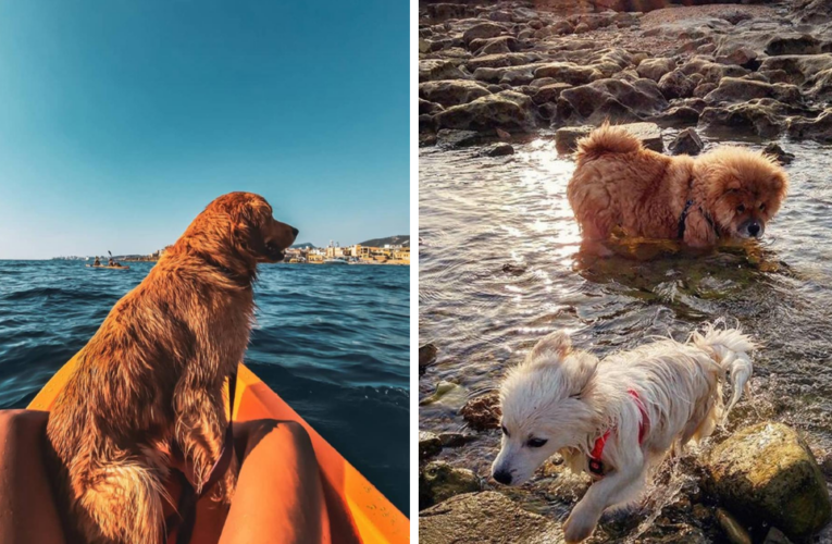 15 Dog-Friendly Beaches In Lebanon For You And Your Pup