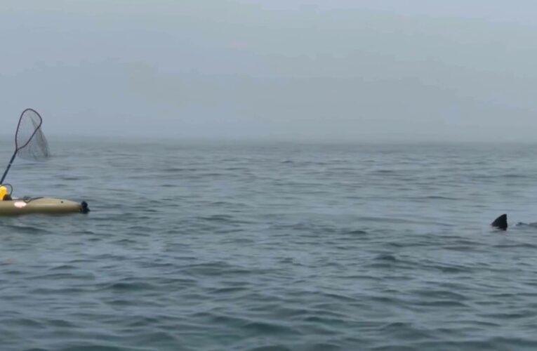 مواجهة وشيكة.. شاهد ما حدث مع راكبي “كاياك” بعد ظهور مفاجىء لسمكة قرش ضخمة