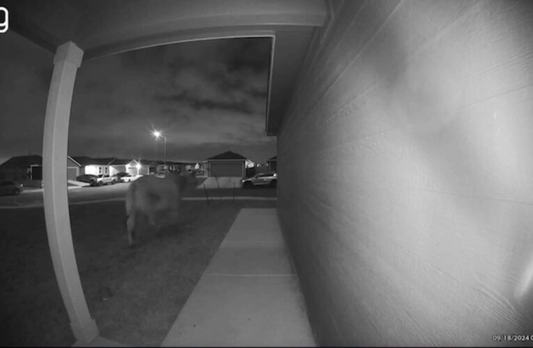 كاميرا ترصد ثورا يتجول في ساحات منازل منتصف الليل.. شاهد رد فعل السكان