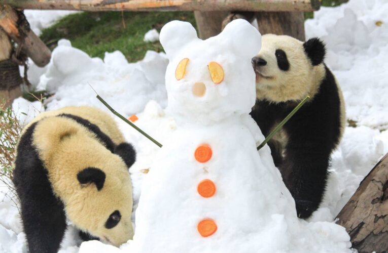 حديقة حيوان فنلندية تعيد اثنين من الباندا إلى الصين لأن “التربية مكلفة للغاية”
