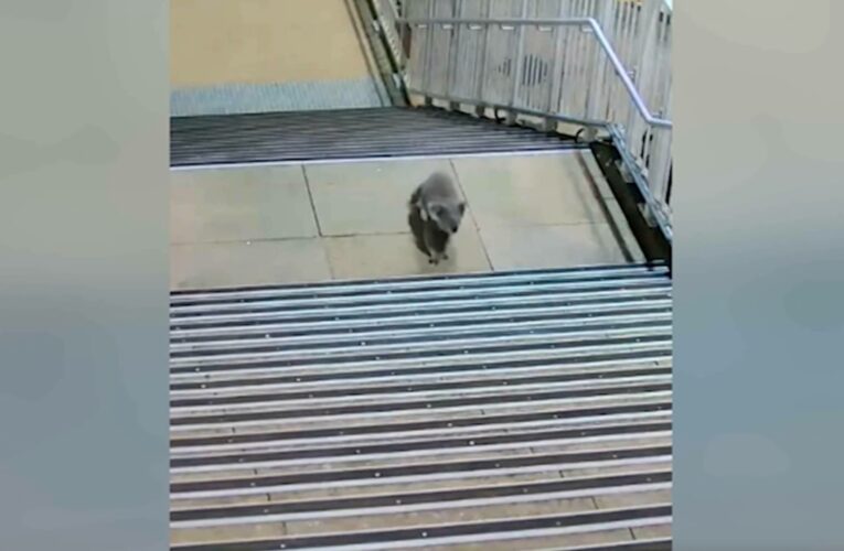 تجول بلا مبالاة.. كاميرا ترصد كوالا “فضولي” في محطة قطارات بأستراليا