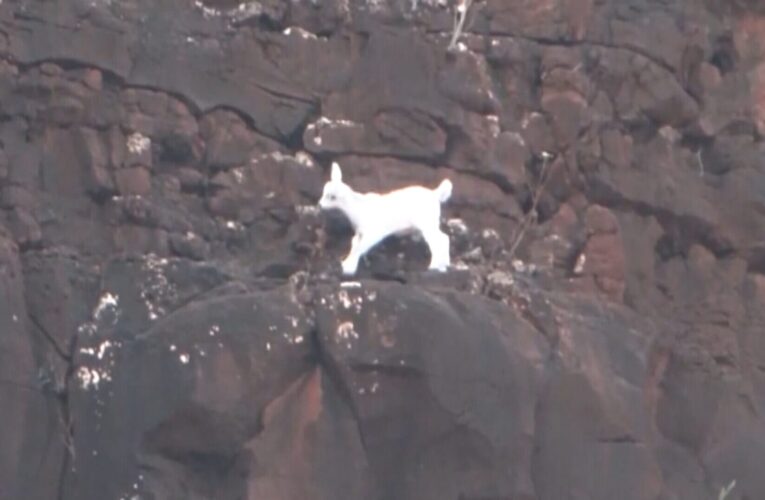 علق لـ4 أيام.. شاهد أشخاًصا ينقذون صغير ماعز كان على جرف شاهق