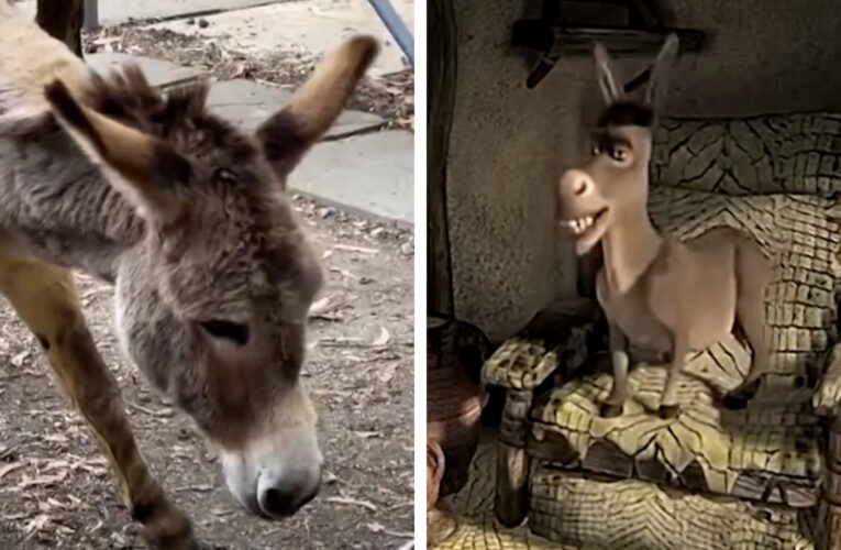 بعمر 30 عامًا.. نفوق الحمار الشهير الذي تم استيحاء شخصية منه في فيلم “شريك”