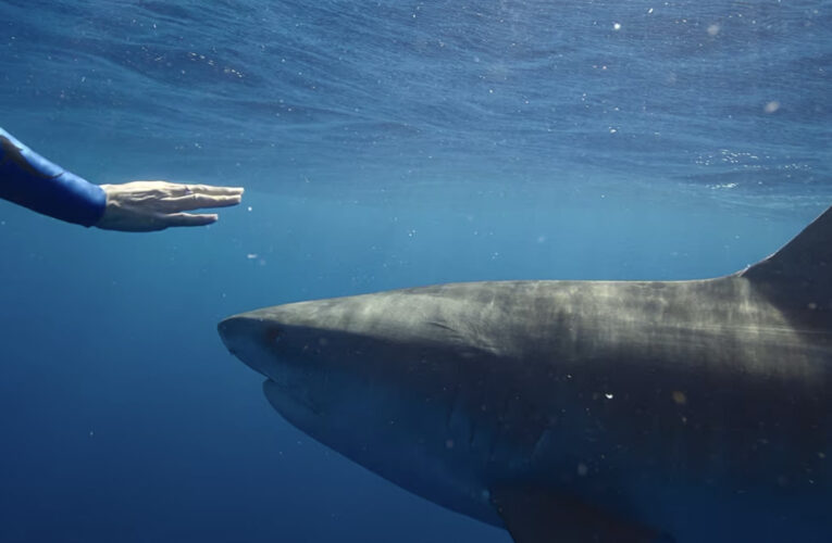 “Shark Whisperer”.. وثائقي مثير للجدل عن الهوس بأسماك القرش