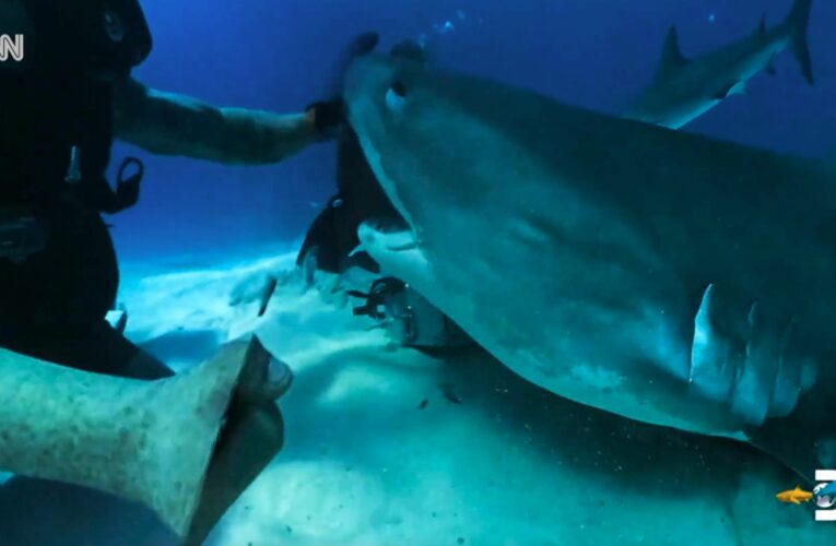 “كيفية النجاة من هجوم سمكة القرش”.. غواص وناج من فكيها يقدم النصيحة