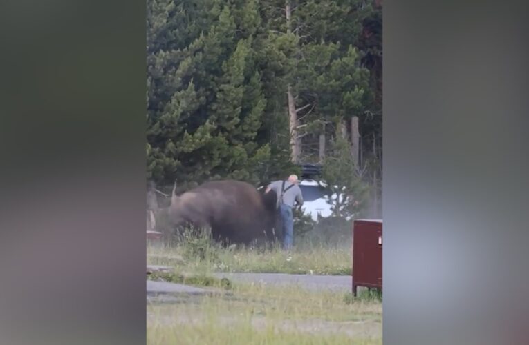 فيديو لرجل هاجمه ثور بيسون يضع فريقاً أمريكياً في مرمى الانتقادات